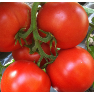 Айваз 331 F1 - томат детерминантный, 500 семян, Enza Zaden Голландия фото, цена